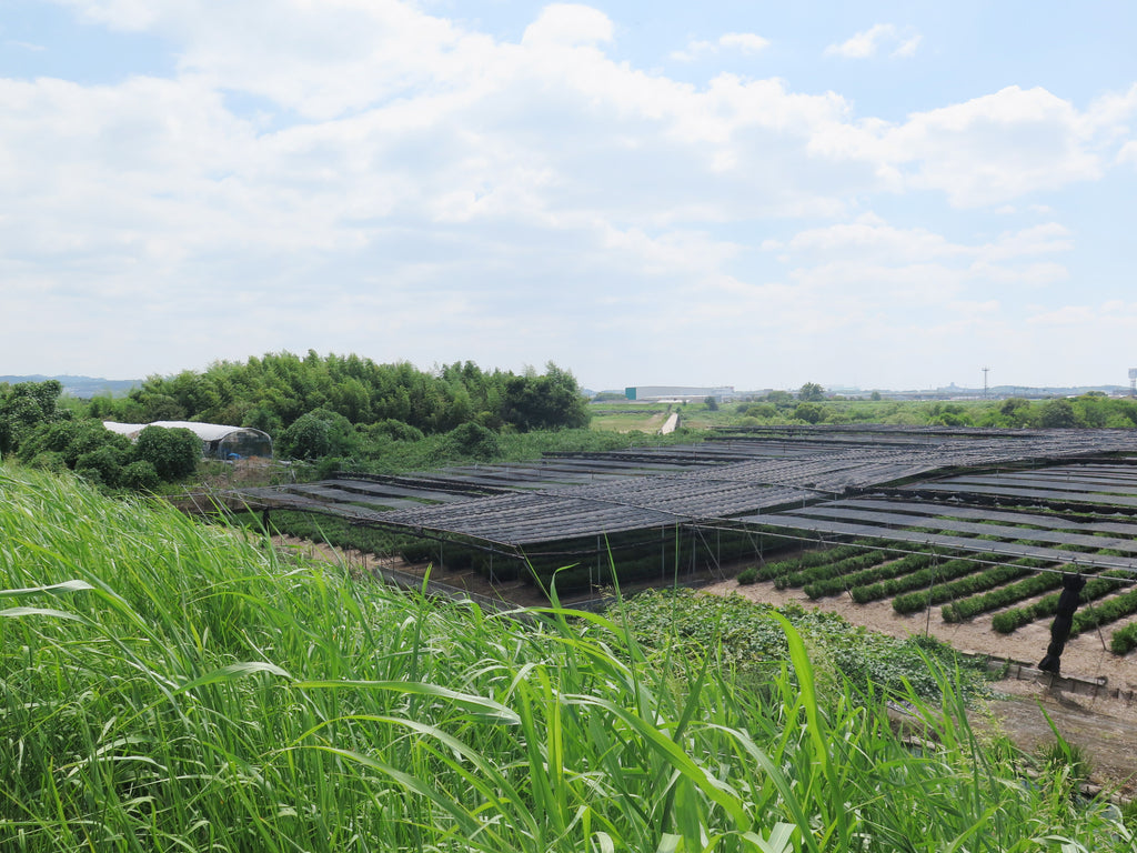 Matcha Sakata Matabei - Asahi