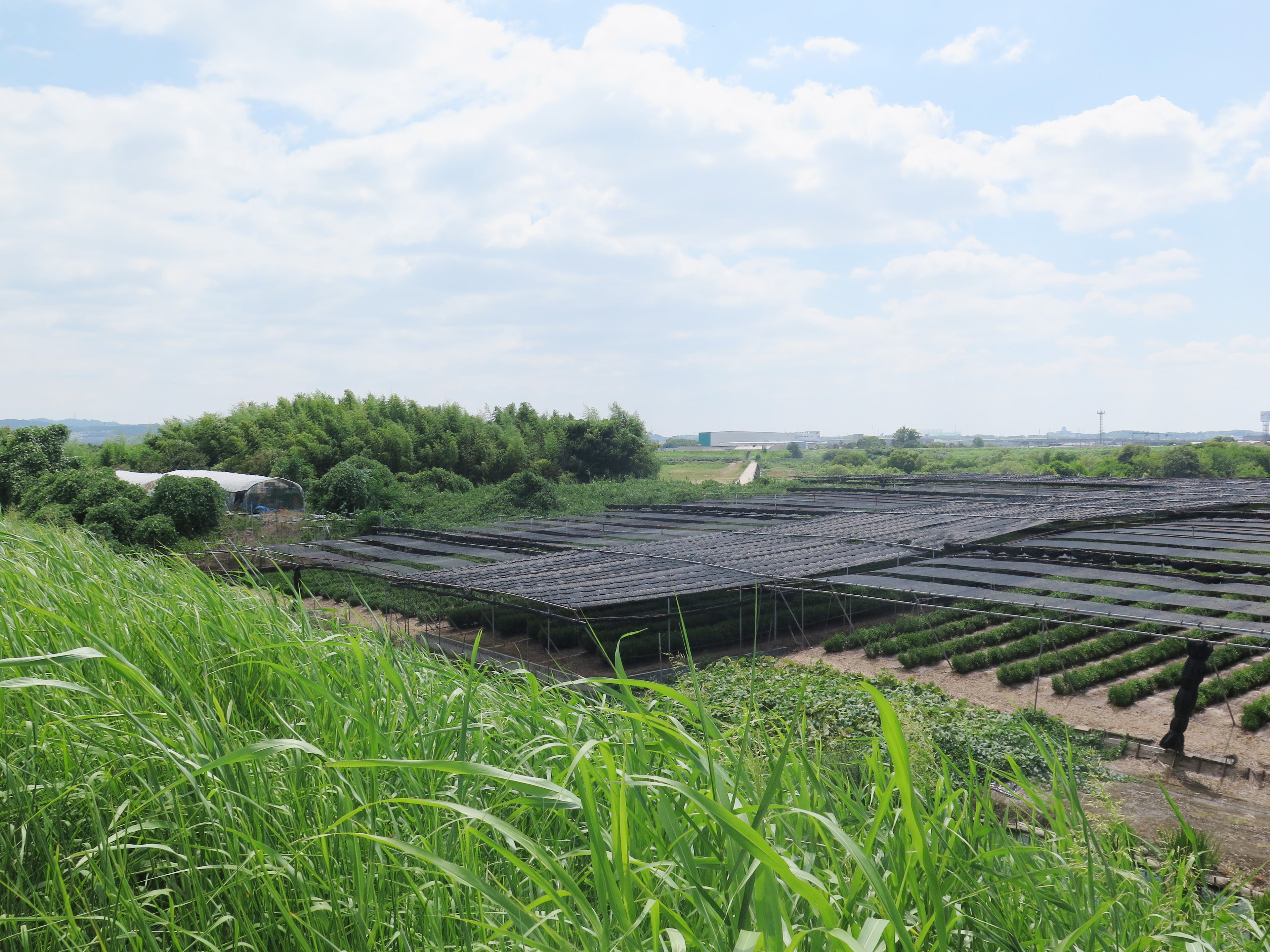 Matcha Sakata Matabei - Samidori