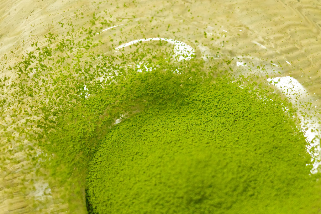 Matcha Yamamasa Koyamaen - Matsukaze
